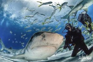 This is how you cha cha cha with a Tiger Shark by Steven Anderson 